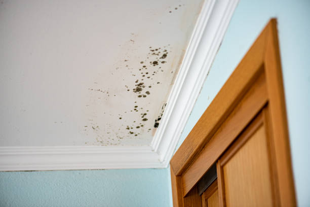 Best Commercial Mold Removal  in Cudahy, CA