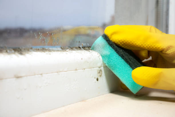 Best Residential Mold Removal  in Cudahy, CA