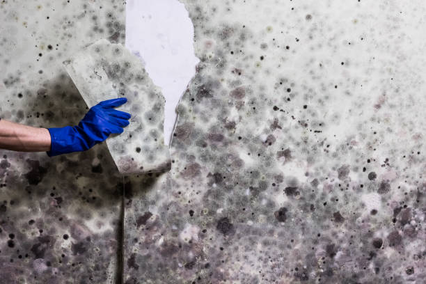 Best Home Mold Removal  in Cudahy, CA